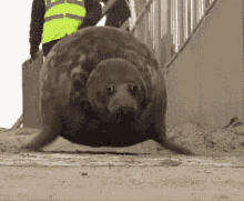 Seal Bounce GIF