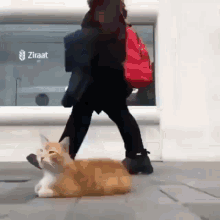 Cat Cats GIF - Cat Cats Lovefool GIFs