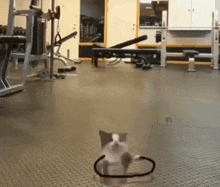 Cat Cat Jumping GIF