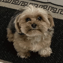 a small dog sitting on a rug with a greek key pattern on it