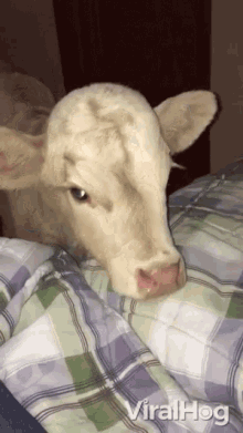 Calf Baby Cow GIF - Calf Baby Cow Cutie GIFs