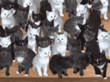 Cute Cat GIF - Cute Cat Squad Goal GIFs