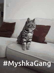 Myshka Gang Myshka GIF - Myshka Gang Myshka Brick Hill GIFs