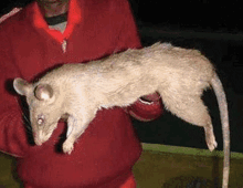 Rat Taille GIF