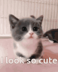 Cat Cute GIF - Cat Cute I Look So Cute GIFs