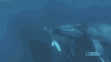 Child And Mother Humpback Whale Migration GIF - Child And Mother Humpback Whale Migration Shark Vs Whale GIFs