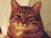 Fuzherchiki Cat GIF - Fuzherchiki Cat Mem GIFs