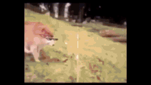 a dog wearing sunglasses is running in a field .