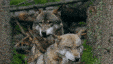 Dog Wolf GIF - Dog Wolf Pack GIFs