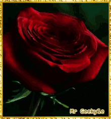 Mrgeekyle Rose GIF