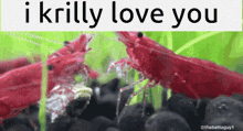I Love You Krill GIF - I Love You Krill Shrimp GIFs