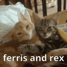 Ferris And Rex Cat Hug GIF - Ferris And Rex Cat Hug Ferris GIFs