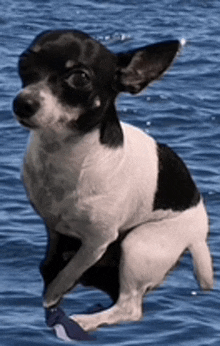 Chihuahua Dog GIF - Chihuahua Dog GIFs