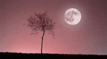 a full moon is rising over a tree in a field .