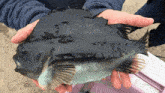 a person is holding a fish in their hands that looks like a piece of black paper