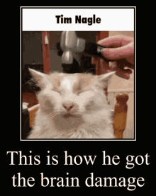 Cat Tim Nagle GIF - Cat Tim Nagle Hammer GIFs