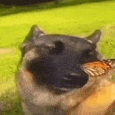 a close up of a dog with a butterfly on its nose .