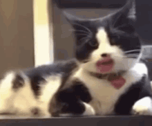 Cat Mouth GIF - Cat Mouth Cat Mouth GIFs