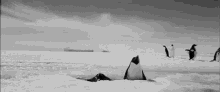 Penguins Animals GIF - Penguins Animals Ice GIFs