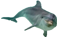 Dolphin Sticker - Dolphin Stickers