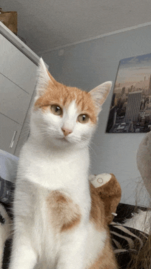 an orange and white cat looks at the camera in front of a picture of a city