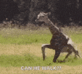 Baby Giraffe Trying To Walk GIF