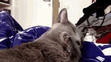 Do I Have Something On My Face? GIF - Cat Lick Tongue GIFs