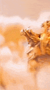 a close up of a lion 's head with its mouth open .