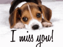 Missing You Puppy GIF - Missing You Puppy I Miss You GIFs