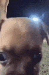 a close up of a dog 's face with a blurred background