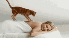 Massage Cat GIF - Massage Cat Cute GIFs
