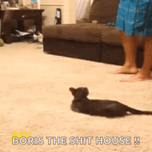 a kitten is laying on the floor in front of a couch .