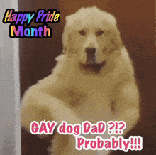 a picture of a dog with the words gay dog dad probably