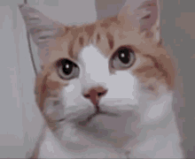 Orange Cat Cattitude GIF - Orange Cat Cattitude Cat Attitude GIFs