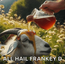 a picture of a goat getting honey poured on it with the caption all hail frankeyd