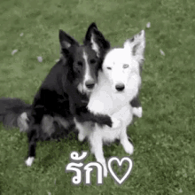 รัก ร้ากก GIF - Dogs I Love You Hug GIFs