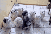 a group of small white and black dogs sitting on a tiled floor