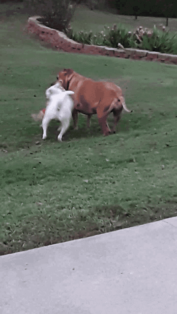 dogs playing together