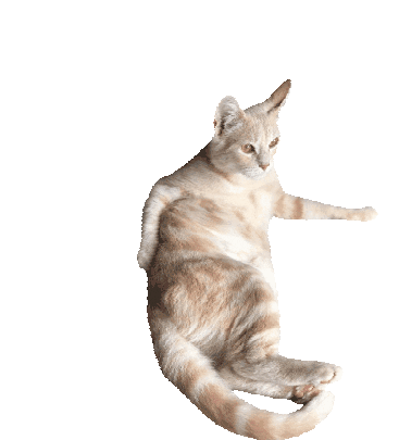 Cat Whiskey The Cat Sticker - Cat Whiskey The Cat Transparent Gif Stickers