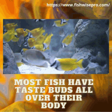 Yellowfish Fishwisepro GIF - Yellowfish Fishwisepro GIFs