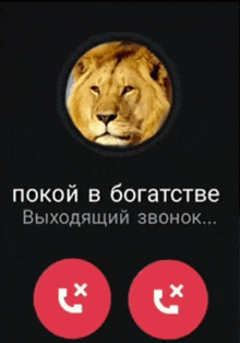 a phone screen with a picture of a lion and the words " покой в богатстве " on it