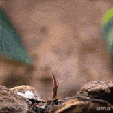 Sprouting Our Living World GIF - Sprouting Our Living World Growing Plant GIFs