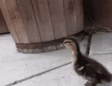 Walk GIF - Duck Duckling Waddle GIFs