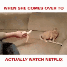 netflix and chill cat scared banana