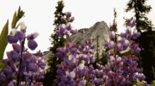Happy Anniversary GIF - Flowers Mother Nature GIFs