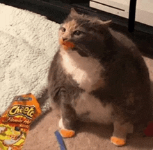 Cheetos Kitty Chonky Kitty GIF - Cheetos Kitty Chonky Kitty GIFs