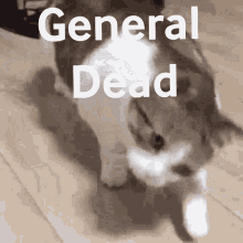 drop dead cat gif