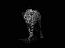 Cheetah Walking GIF - Cheetah Walking GIFs