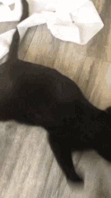 Cat Meme GIF - Cat Meme Toilet Paper GIFs