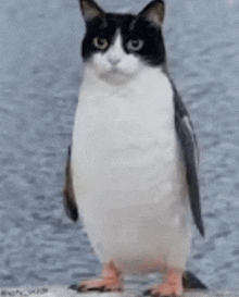 a black and white cat is standing next to a penguin on a rock .